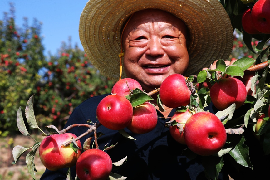蘋果熟了 松樹臺村日子甜了